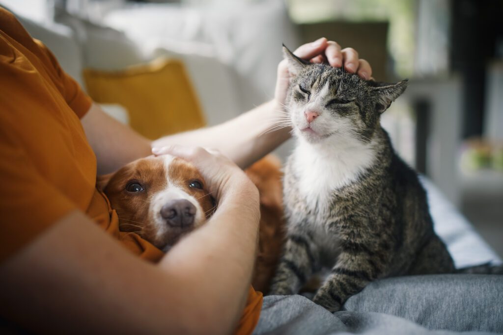 Home | Arboretum Lettings renter stroking their pets